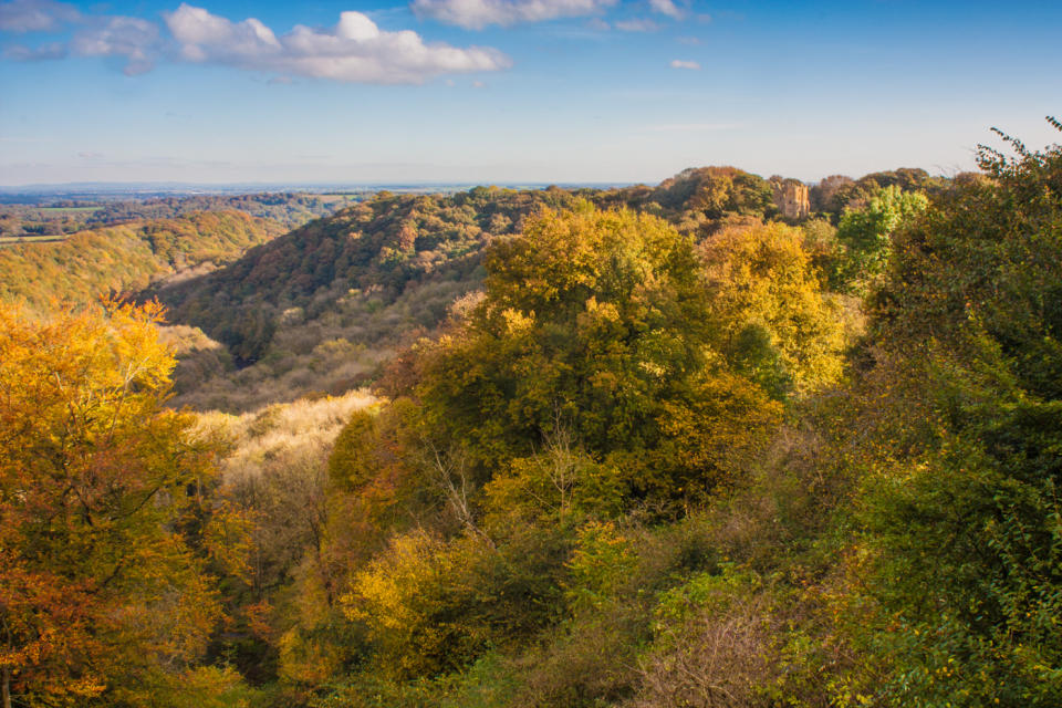 A wooded landscape in autumn