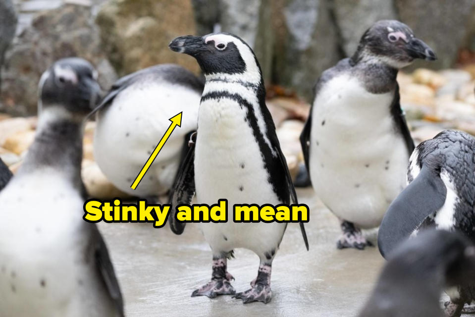 Penguin standing with peers, one looking up, in a rocky enclosure captioned "stinky and mean"