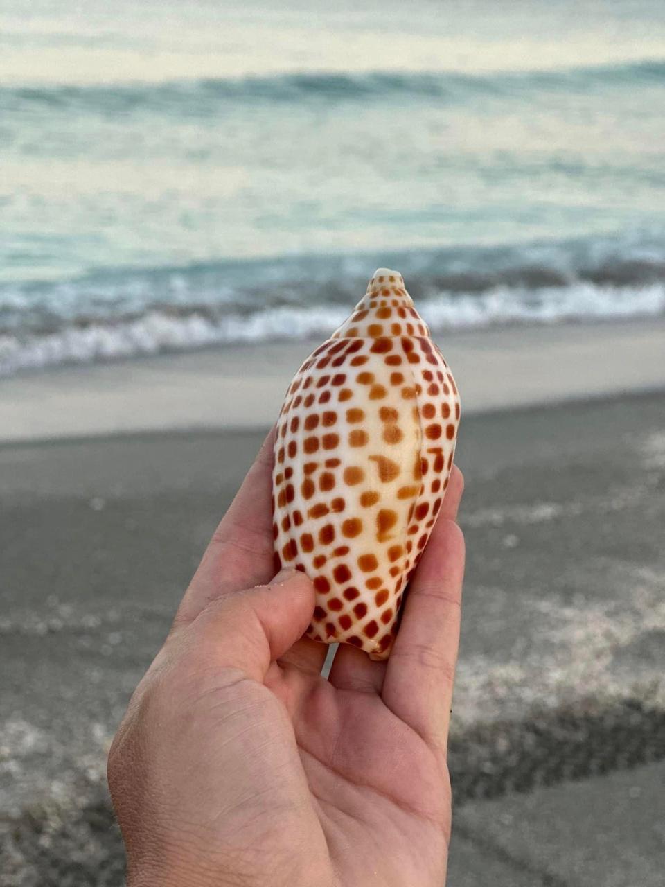 A Junonia shell.