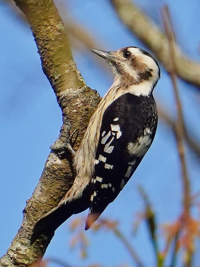 劉導演說，頭城農場的野生哺乳類動物和鳥類資源豐富，他已觀察到黃嘴角鴞、小啄木鳥在農場出沒，未來影片將提供文化部公共電視Ｐｌｕｓ頻道全球播出。（頭城農場提供）