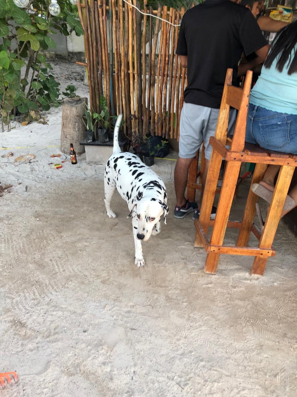 Dog walking around the beach