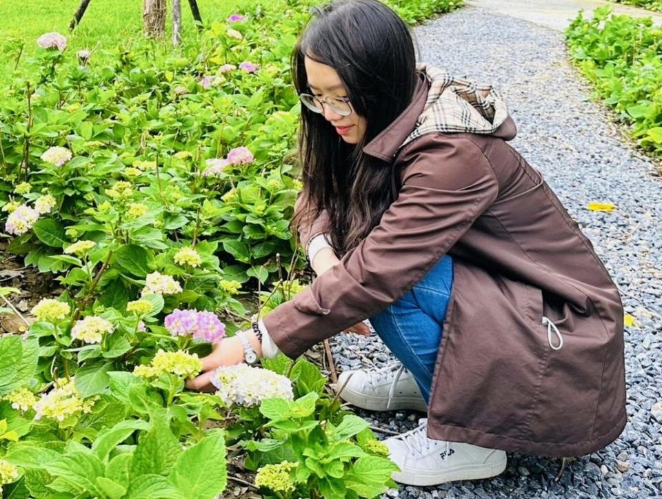 三峽北大污水廠內「草花植生公園」昨起開放，園內上千株繡球花陸續綻放歡迎大眾前往賞花、打卡拍照。（記者吳瀛洲攝）