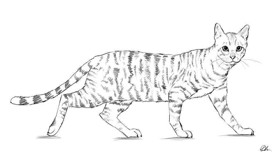 A sketch of a cat in pencil