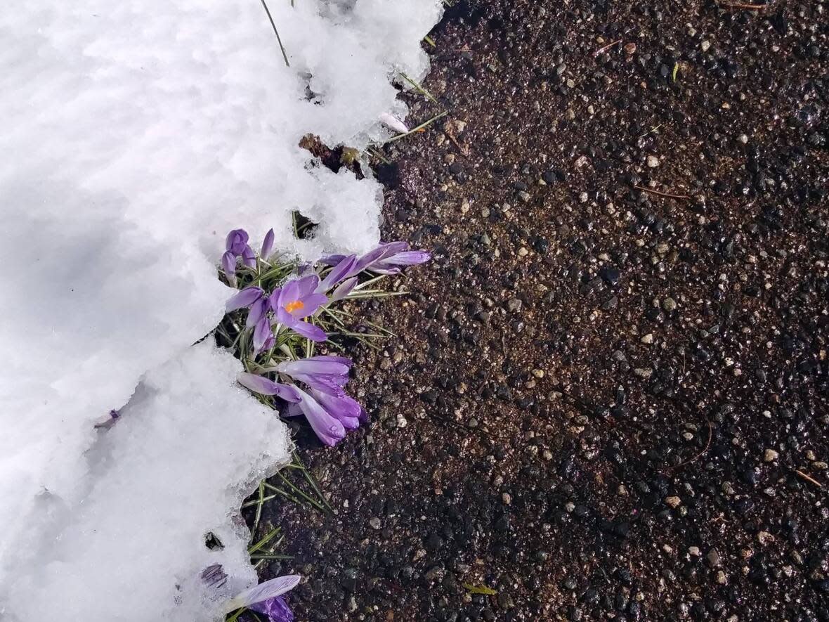 A horticulture instructor says although many plants that thrive in the Lower Mainland are resistant to cold weather, some common plants that are more vulnerable. (Cathy Kearney/CBC - image credit)