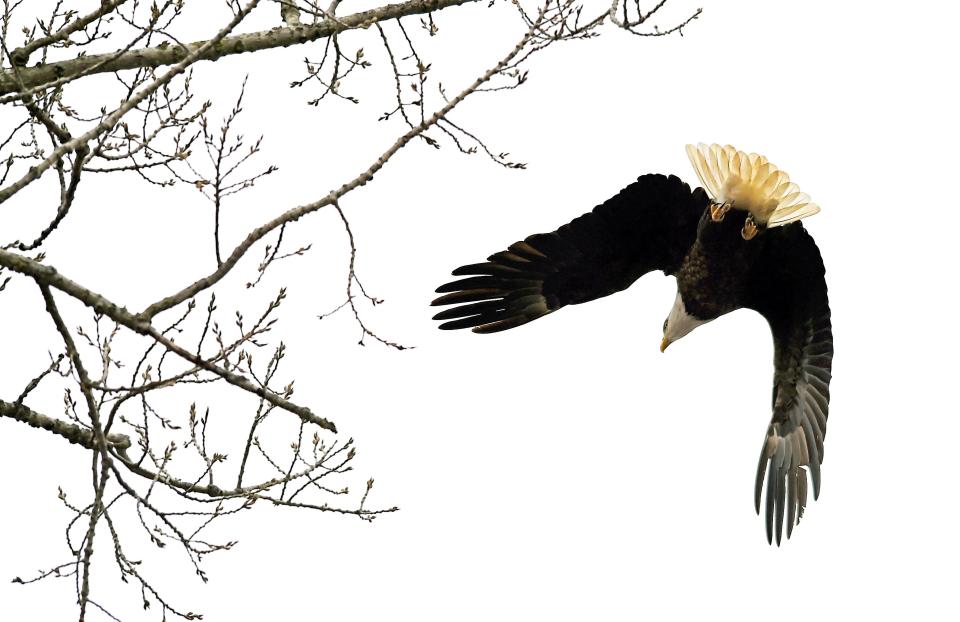 A bald eagle takes flight in Montezuma National Wildlife Refuge on Jan. 13, 2021.