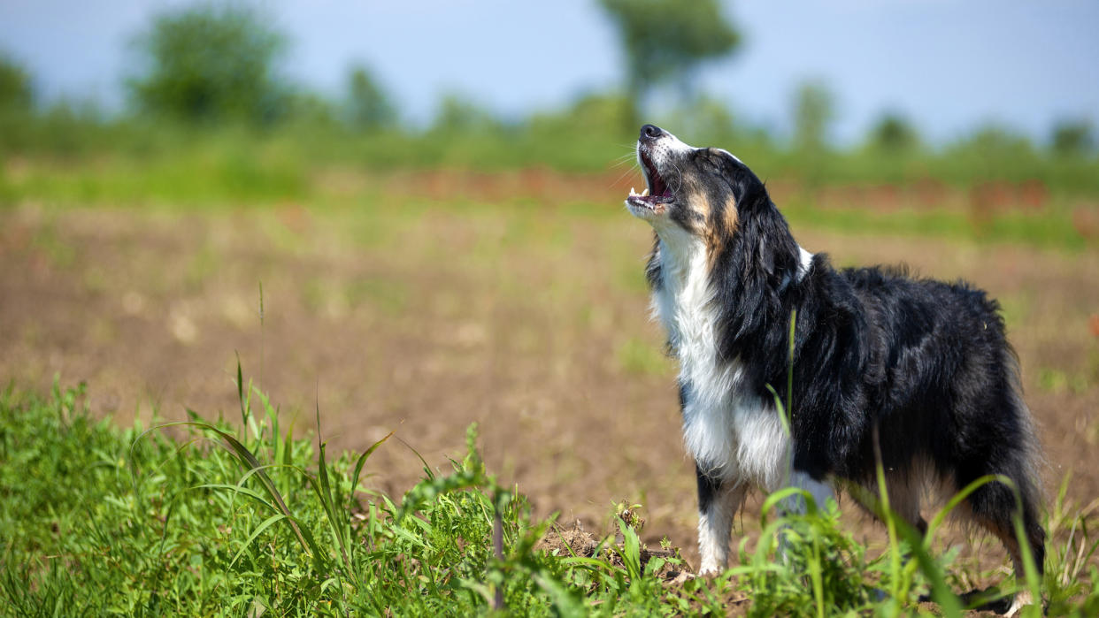 Australian shepherd dog barking