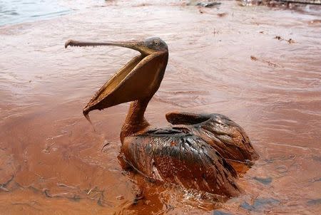 An exhausted oil-covered brown pelican sits in a pool of oil along Queen Bess Island Pelican Rookery, 3 miles (4.8 km) northeast of Grand Isle, Louisiana June 5, 2010. REUTERS/Sean Gardner