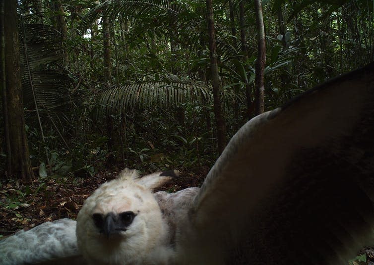 <span class="caption">Juvenile ornate hawk eagle.</span> <span class="attribution"><span class="source">Mark Abrahams</span>, <span class="license">Author provided</span></span>