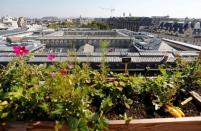 Planter boxes are seen on the 700 square metre (7500 square feet) rooftop of the Bon Marche, where the store's employees grow some 60 kinds of fruits and vegetables such as strawberries, zucchinis, mint and other herbs in their urban garden with a view of the capital in Paris, France, August 26, 2016. REUTERS/Regis Duvignau