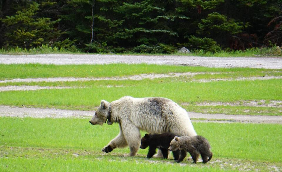 Bear 178 is pictured with her two cubs, who were killed after being struck by a car less than a day before she was.