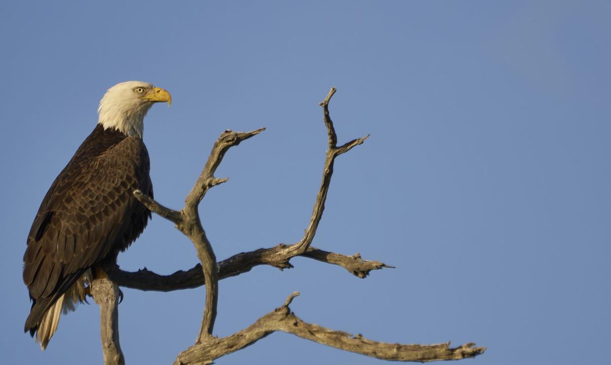 Wild Bald Eagle along the mangrove coast of the Atlantic Ocean at the Merritt Island National Wildlife Refuge on the Space Coast of Florida.