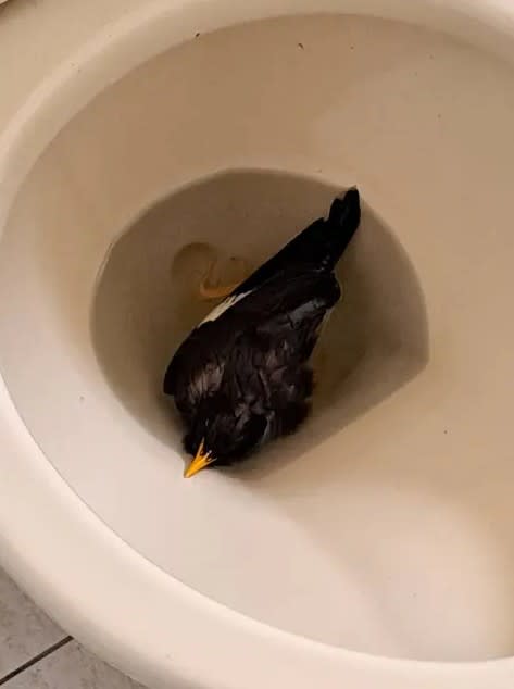 網友一早起床上廁所，驚見家中馬桶出現一隻鳥。（圖／翻攝自Dcard）