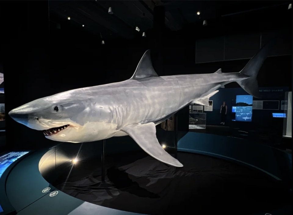 A 1:1 scale model of a great white shark on display at the Frost Science Museum with exhibit details in the text post