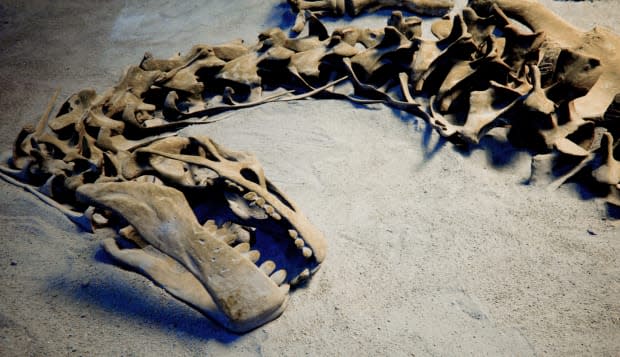 photograph of the fossil remains of a dinosaur skeleton