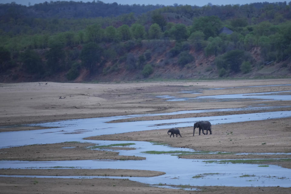 An elephant guides its calf to a stream in Gonarezhou National Park, Sunday, Oct. 29, 2023. In Zimbabwe, recent rains are bringing relief to Gonarezhou, the country's second biggest national park. But elsewhere in the wildlife –rich country, authorities say climate change-induced drought and erratic weather events are leading to the loss of plants and animals. Competition for food and water with people has resulted in increased cases of conflict.(AP Photo/Tsvangirayi Mukwazhi)