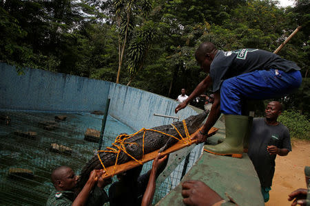 A Crocodile that was captured from a lagoon and temporarily kept in a zoo, is being transported to be released in a national park, in Abidjan, Ivory Coast July 14, 2017. REUTERS/Luc Gnago