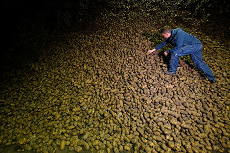 An employee sorts potatoes inside a storage of the Russian holding company Belaya Dacha, which grows potatoes for McDonald's restaurants, outside Tambov, Russia April 24, 2018. Picture taken April 24, 2018. REUTERS/Sergei Karpukhin