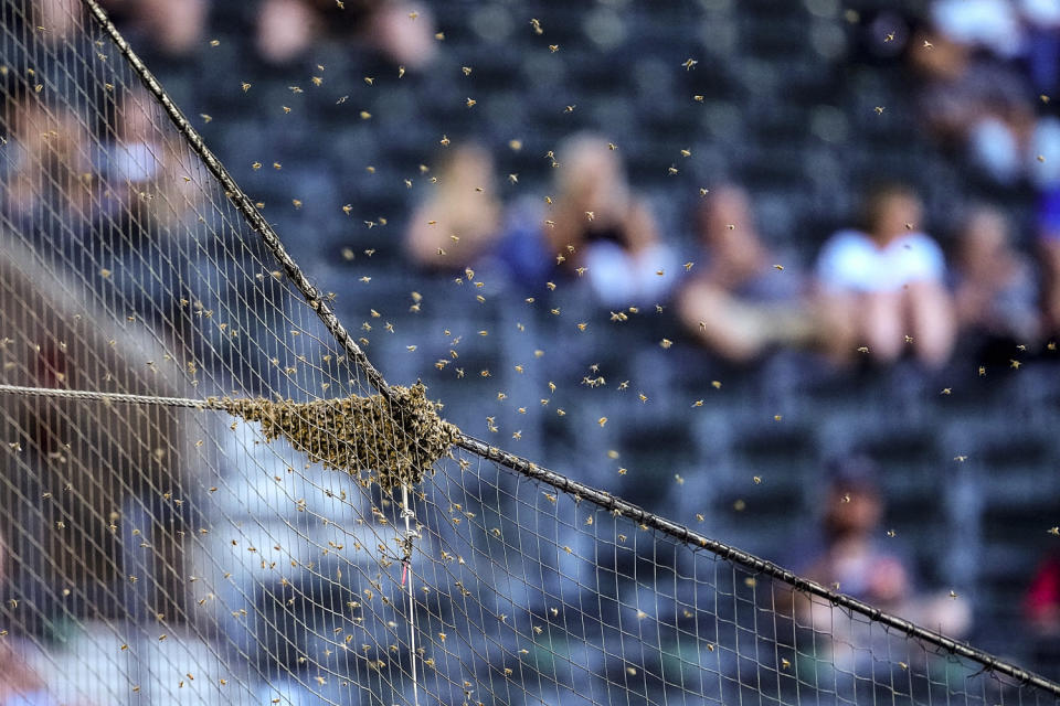 Image: A swarm of bees gather on the net behind home plate (Matt York / AP)