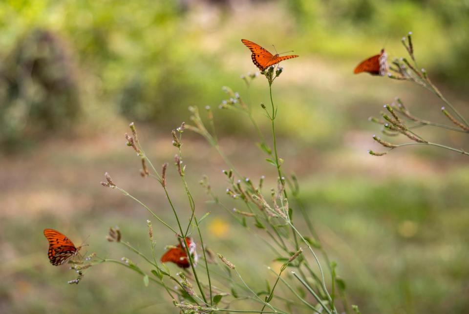 Gulf fritillary butterflies visit a Brazilian vervain near the Trinity River inside of Sam Houston Lake Estates on August 22, 2023.