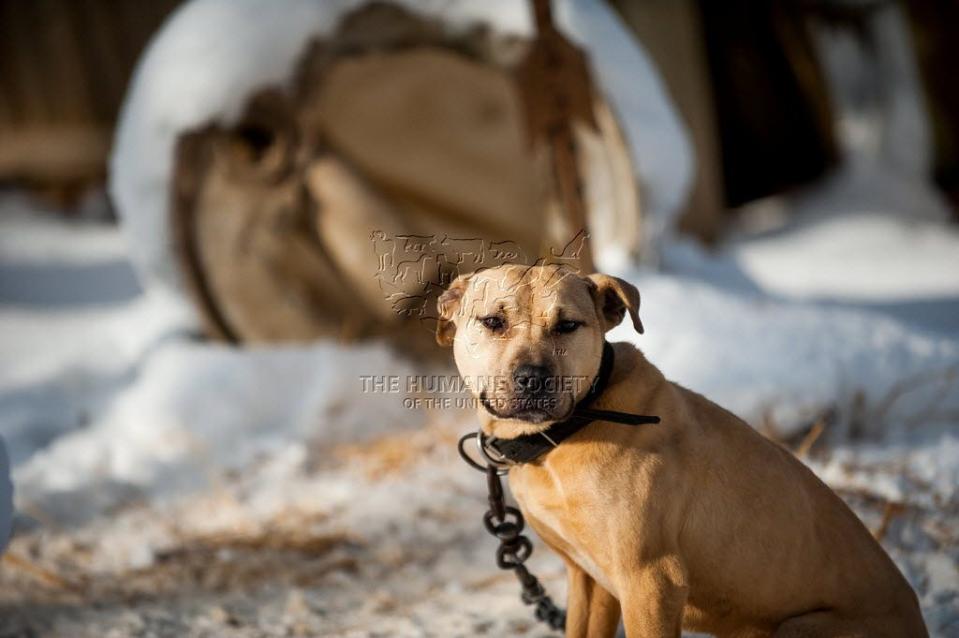 The Humane Society of the United States has several tips to keep your pets safe during the cold.