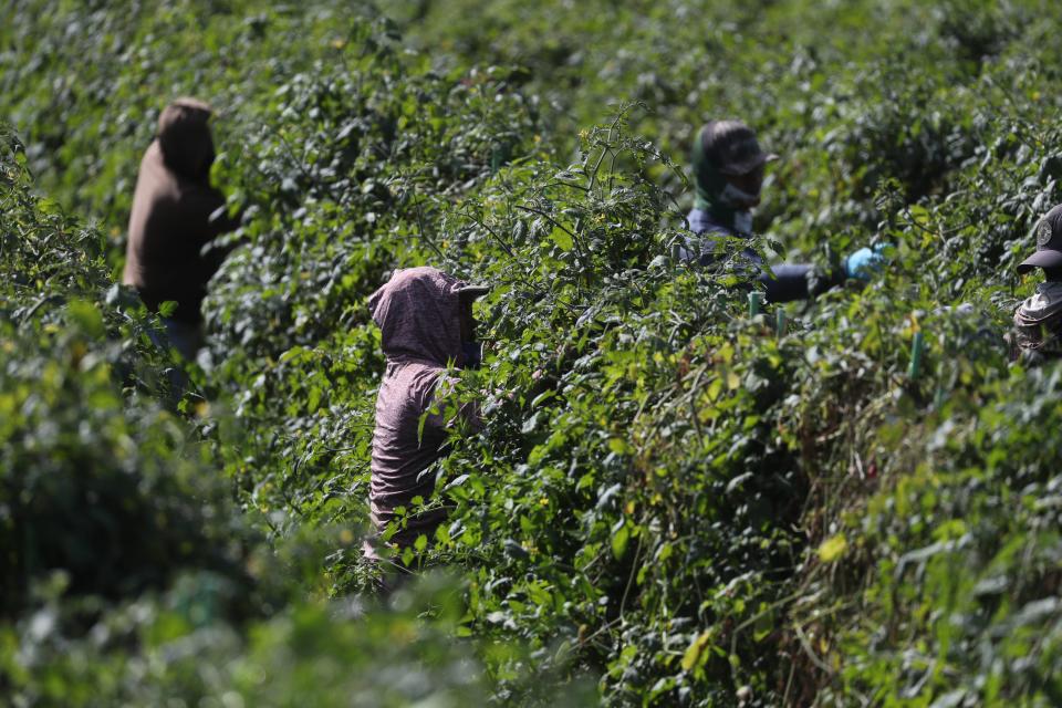 Field workers at a Sunripe Certified Brands farm in Immokalee harvest grape tomatoes Friday morning February 9, 2024. The farm is one of a growing number which works with the Coalition of Immokalee Workers. The CIW, started in 1993 by a group of six workers has been fighting for the rights of workers since its inception.