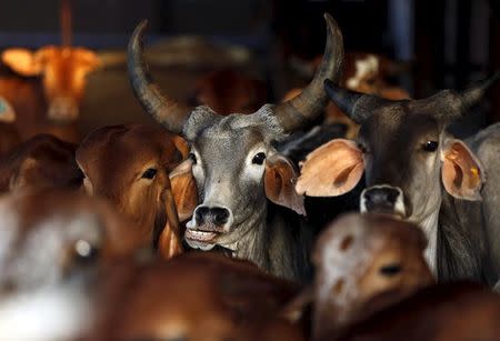Rescued cattle are seen at a "goushala", or cow shelter, run by Bharatiya Gou Rakshan Parishad, an arm of the Hindu nationalist group Vishwa Hindu Parishad (VHP), at Aangaon village in the western state of Maharashtra, in this February 20, 2015 file photo. REUTERS/Shailesh Andrade/Files