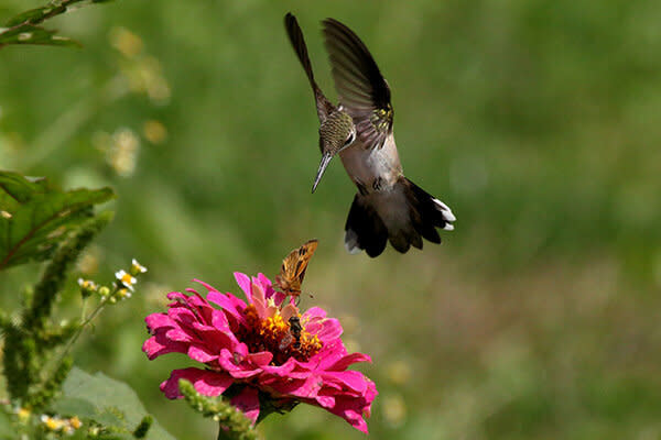 Las plantas nativas ayudan a los polinizadores como abejas y colibrís no solo a sobrevivir, sino a todo el ecosistema. Foto: MelodyanneM / iStockphoto