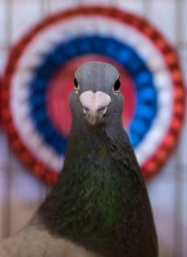 The Supreme Champion racing pigeon is a one-year-old chequer cock pigeon which won a competition in Scotland to qualify for Blackpool