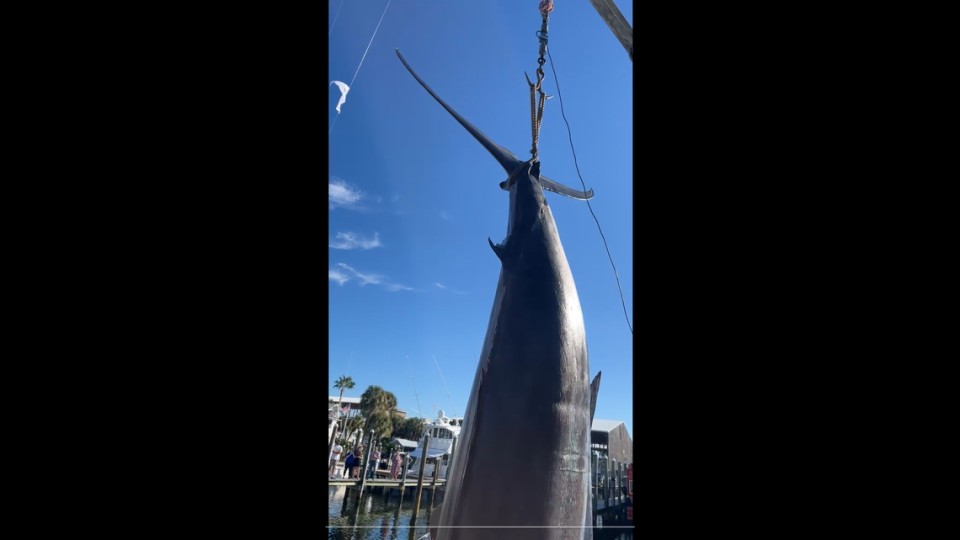Fishermen in Alabama have possibly broken​ a state record with a massive blue marlin catch.