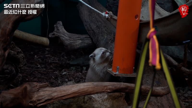 4隻受虐浣熊由動保處沒入，後續轉交給台北市立動物園安置照顧。（圖／最近紅什麼 授權）