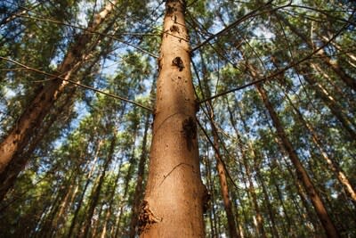 Building on Kimberly-Clark’s long-standing support of sustainable forest management, the company’s 100% Natural Forest Free commitment will greatly reduce its nature footprint since forests play a critical role in protecting biodiversity and helping mitigate climate change. Kimberly-Clark expects to be more than halfway to this goal by 2030.