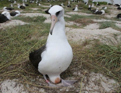 Wisdom is the world's oldest breeding birdBob Peyton/USFWS