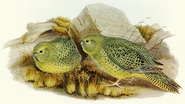 The night parrot is one of only two nocturnal parrots, alongside New Zealand’s kakapo. This 1890 illustration is by Elizabeth Gould, illustrator and wife of ornithologist John Gould. <a href="https://en.wikipedia.org/wiki/Night_parrot#/media/File:Pezoporus_occidentalis_Bird_illustration_by_Elizabeth_Gould_for_Birds_of_Australia,_digitally_enhanced_from_rawpixel's_own_facsimile_book666.jpg" rel="nofollow noopener" target="_blank" data-ylk="slk:Wikimedia;elm:context_link;itc:0" class="link ">Wikimedia</a>, <a href="http://creativecommons.org/licenses/by/4.0/" rel="nofollow noopener" target="_blank" data-ylk="slk:CC BY;elm:context_link;itc:0" class="link ">CC BY</a>