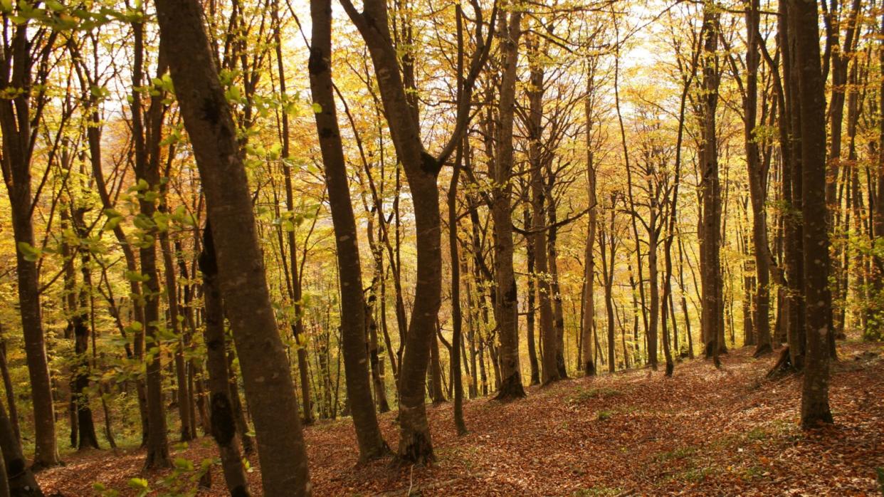 Check out the history and significance of the potential first national park of Georgia. pictured: a Georgia forest in fall