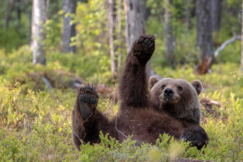 Title: Picture me! Picture me!! Description: A brown bear in Finland "waves" for the camera.