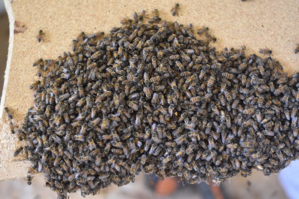 Africanized bees on a floorboard that has been taken out during a beehive removal in Douglas, Arizona.