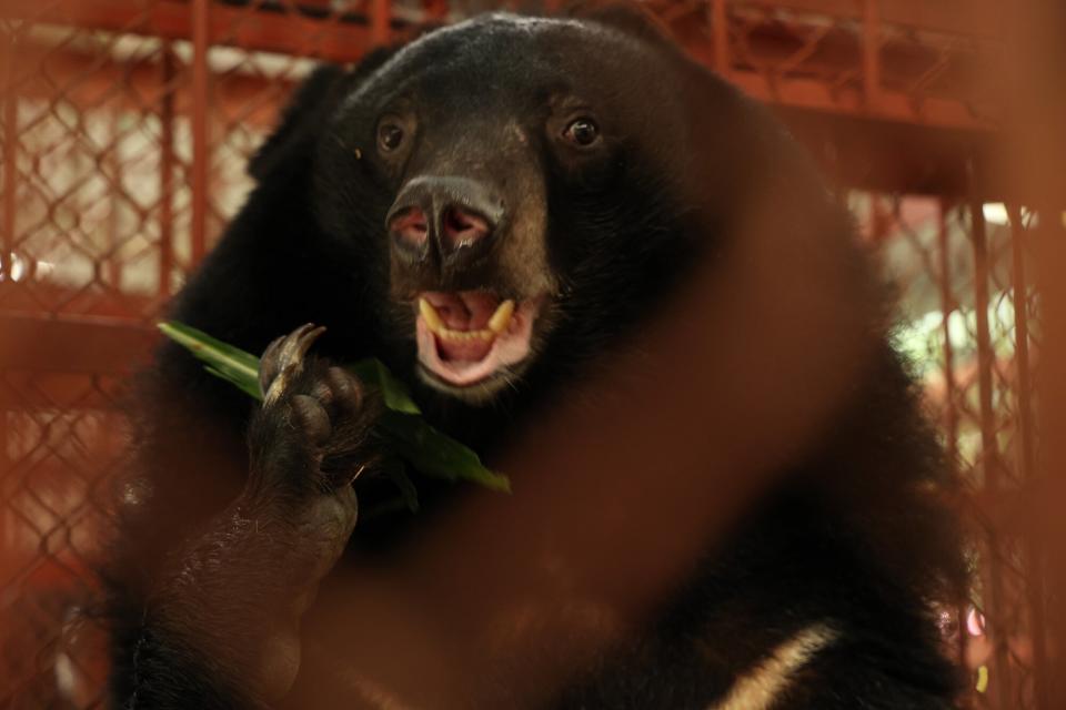 Bears Rescued from Bile Farm