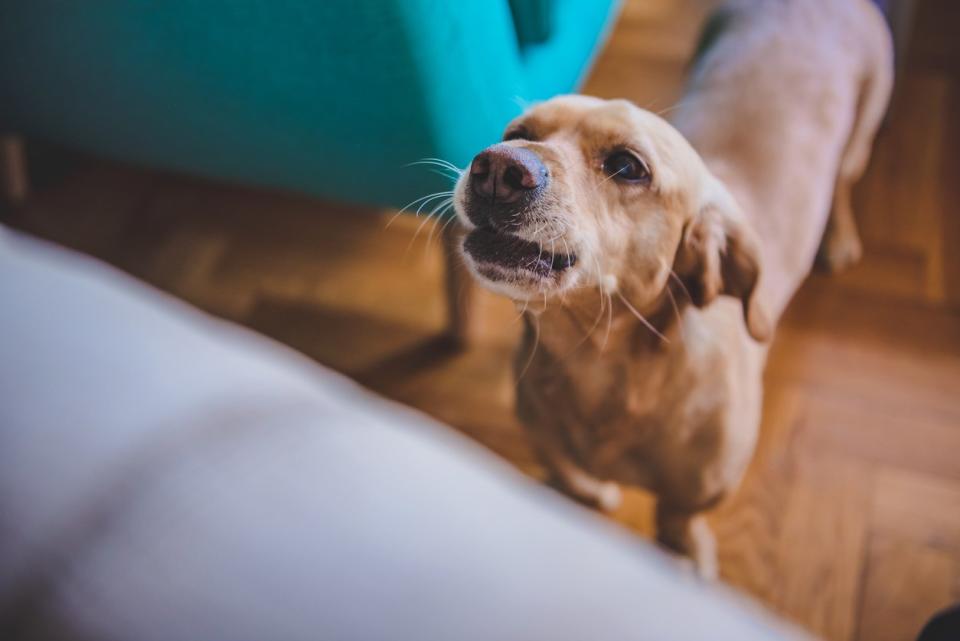 Scientists find 'strong evidence' of what dogs are trying to say with gestures