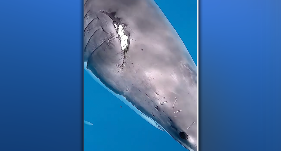 A second shark was believed to have been bitten during mating. Source: @jalilnajafov / Instagram