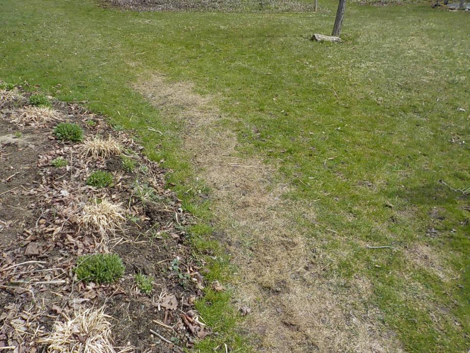 This dead spot was caused by compacted soil, the result of too many footsteps when the lawn was wet.