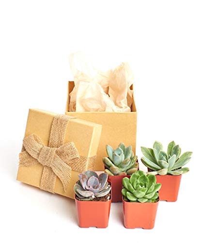 5) Succulents in Gift Box (Pack of 4)