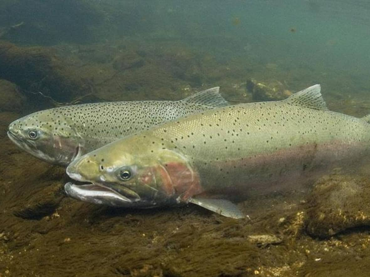 The B.C. government says Interior Fraser steelhead is in a state of extreme conservation concern, with estimates of 104 spawning steelhead fish in the Thompson River and just 19 in the Chilcotin River. (National Oceanic and Atmospheric Administration - image credit)