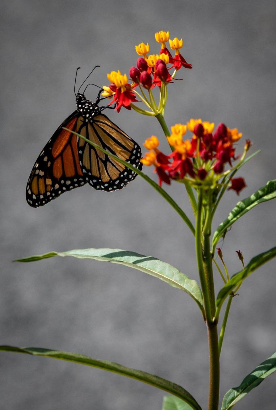 A Monarch butterfly alights on a milkweed plant in a newly planted garden at Southwest 25th Road and U.S. 1. It’s part of phase two of The Underline, the urban trail and linear park that will run 10 miles beneath the Metrorail tracks from the Miami River to the Dadeland South station.