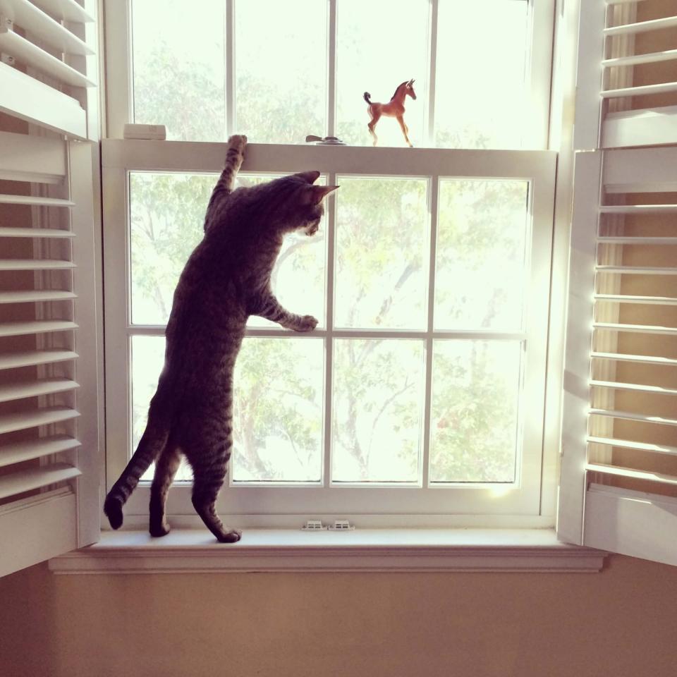 cat standing at a window