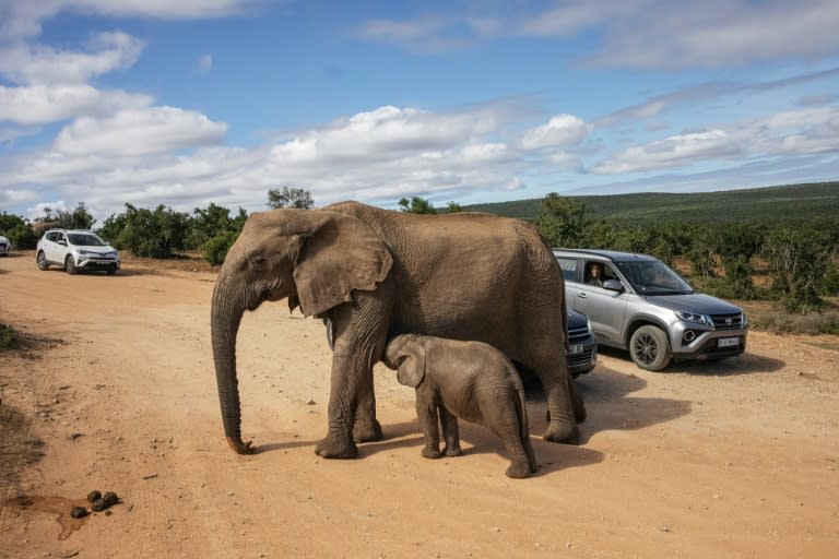 In einem Nationalpark in Südafrika ist ein Tourist aus Spanien von Elefanten getötet worden. Wie die Polizei und die Nationalpark-Behörde mitteilten, war der 43-Jährige im Pilanesberg-Nationalpark aus seinem Auto gestiegen, um Fotos zu machen. (Michele Spatari)