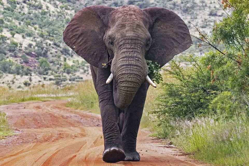 <p>Arterra/Marica van der Meer/Universal Images Group via Getty</p> An African bush elephant in the Pilanesberg National Park in South Africa