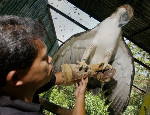 Pag-asa, the first Philippine eagle bred in captivity, is pictured on April 23, 2004 at the Philippine Eagle Foundation in the southern island of Mindanao. She has sired her first offspring, in what conservationists said Thursday was a small victory in efforts to save one of the world's rarest raptors
