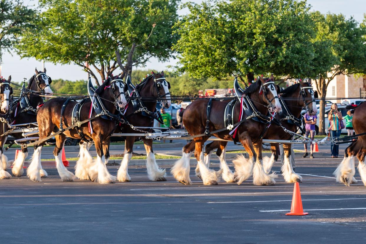 The Budweiser Clydesdale horses returned to Round Rock last week, visiting Dell Diamond and St. David's Round Rock Medical Center. The horses chosen for the hitch must be at least 3 years old and stand approximately 18 hands – or six feet – at the shoulder. A gentle temperament is important as hitch horses meet millions of people each year.