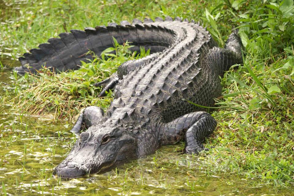 <p>Getty</p> Stock image of an alligator