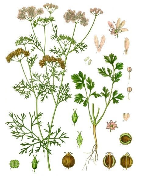 A look at all the parts of the coriander plant. (Photo: Franz Eugen Kohler Kohlers Medizinal-Pflanzen)
